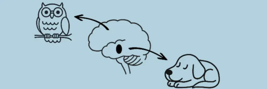 Vereinfachte Zeichnung eines Gehirns mit einer Eule und einem Hund: Die Eule steht für den denkenden Teil des Gehirns, der Hund für das Alarmsystem. Die Grafik zeigt, warum logisches Denken blockiert ist, wenn Reden nicht mehr hilft und Kinder im Stressmodus reagieren.